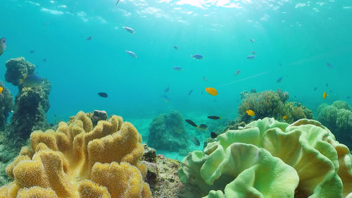 Tropical fishes on coral reef, underwater scene. panglao, philippines.