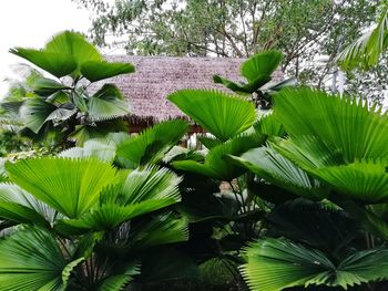 Close-up of fresh green plant