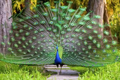 Close-up of peacock