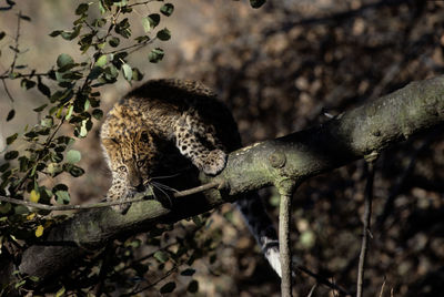 Close-up of lizard on tree