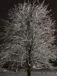 Close-up of bare tree against sky