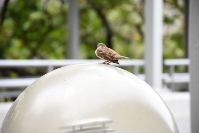 Close-up of bird perching outdoors