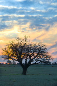 Bare tree on field against sky at sunset