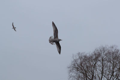 Low angle view of eagle flying in sky