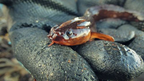 Close-up of eel handheld