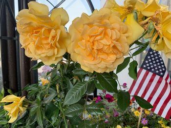 Close-up of yellow rose bouquet on plant