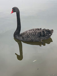 High angle view of swan swimming in lake