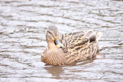 Mallard ducks swimming in lake