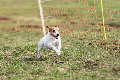 Dog running on field