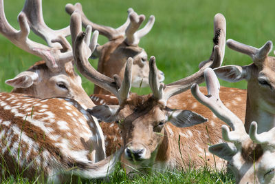 Herd of fallow deer sitting on the grass on a sunny day