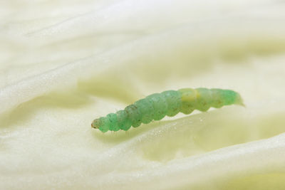Close-up of green worm