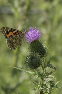 Close-up of butterfly pollinating on thistle