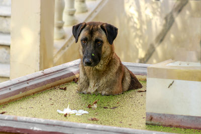 Portrait of dog sitting outdoors