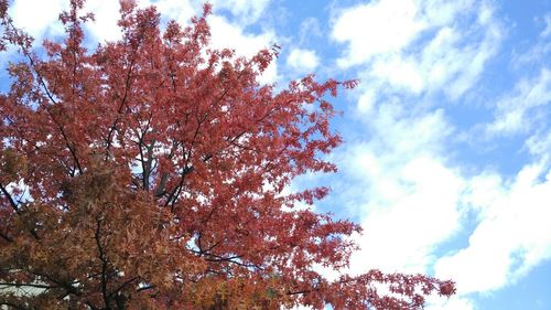 Low angle view of trees against sky