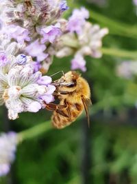 Close-up of honey bee on purple flower