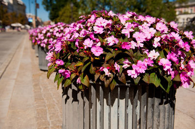 Close-up of purple flowers