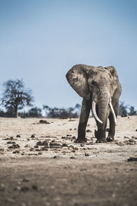 View of elephant on sand