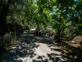 Dirt road amidst trees against sky