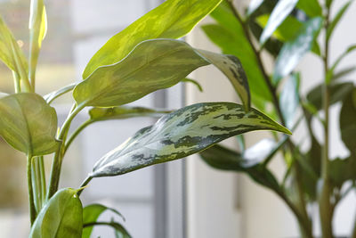 Close-up of plant