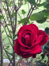 Close-up of pink rose