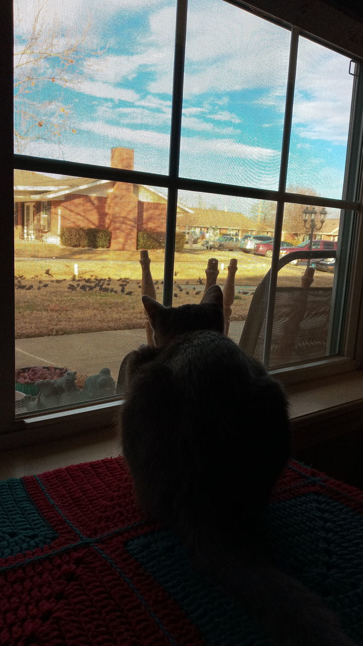 CAT LOOKING AWAY THROUGH WINDOW