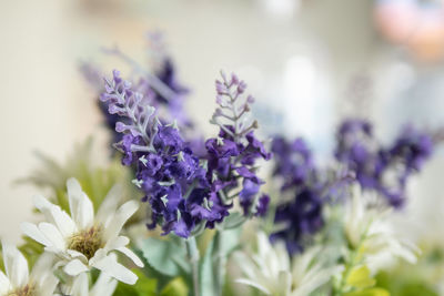 Close-up of purple flowering plants