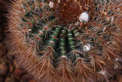 High angle view of spiked plant on field