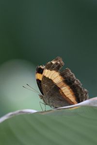 Close-up of butterfly on leaf outdoors