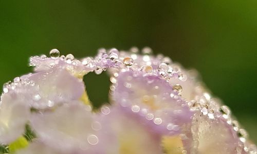 Close-up of water drops on flowering plant