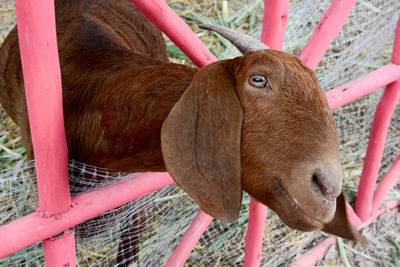 High angle view of goat peeping from fence