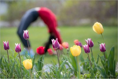 Close-up of pink flowers blooming in field