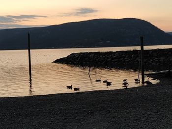 View of birds on beach against sky