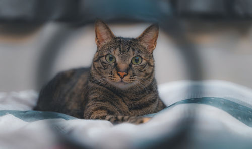 Close-up portrait of a cat