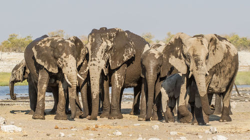 Elephant standing on shore against sky