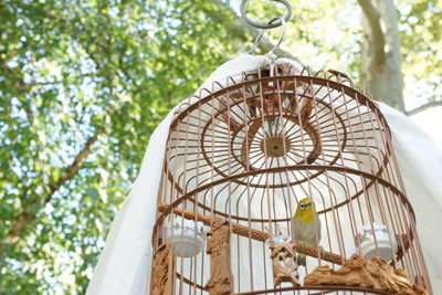 Low angle view of oriental white-eye in bird cage hanging against trees