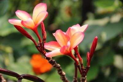 Close-up of pink flowering plant