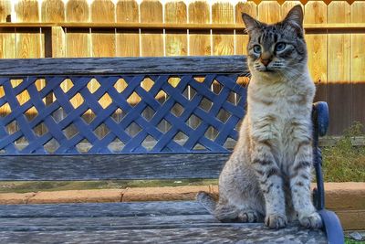 Portrait of cat