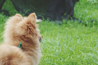 Close-up of a dog on field