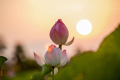 Close-up of pink tulip flower at sunset