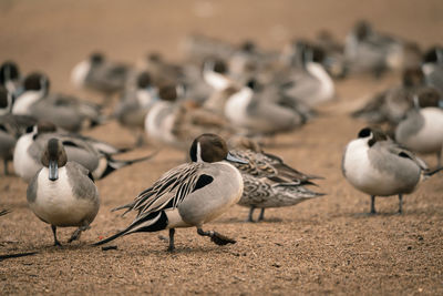 Flock of pigeons on ground