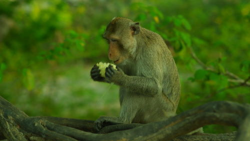 Monkey sitting on tree branch