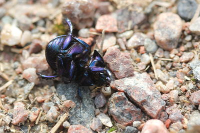 Close-up of grasshopper on rock