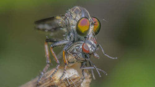 Close-up of insect