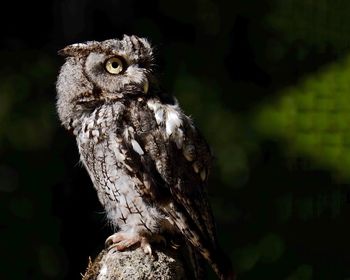 Close-up of owl at night