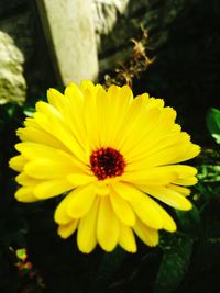 Close-up of yellow daisy flower