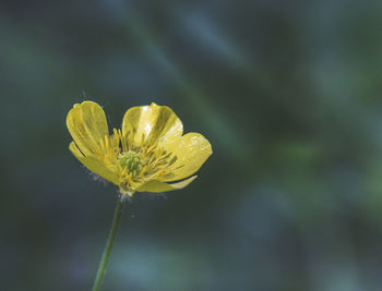 Close-up of yellow flowering plant