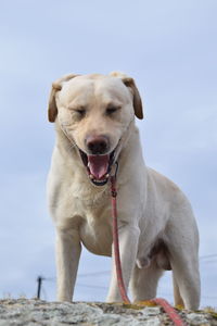 Dog sticking out tongue against sky