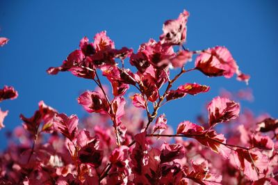 Low angle view of pink flowering  beech plant against blue sky