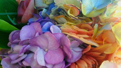 High angle view of multi colored flowering plant