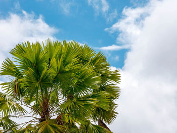 Low angle view of palm tree against sky